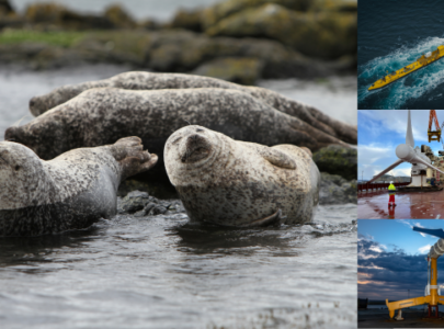 Seals (credit Ewan Edwards) + Orbital, SAE and Nova tidal turbines